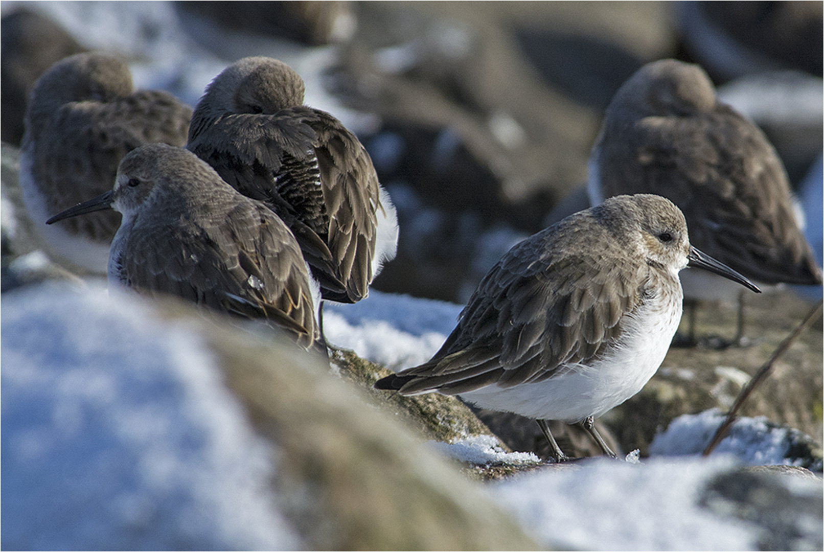 Sibirische Kälte müssen die Alpenstrandläufer (2) . . .