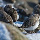 Sibirische Kälte müssen die Alpenstrandläufer (2) . . .