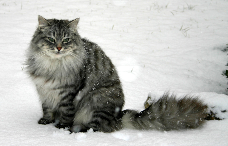 Sibirische Katze in passender Umgebung
