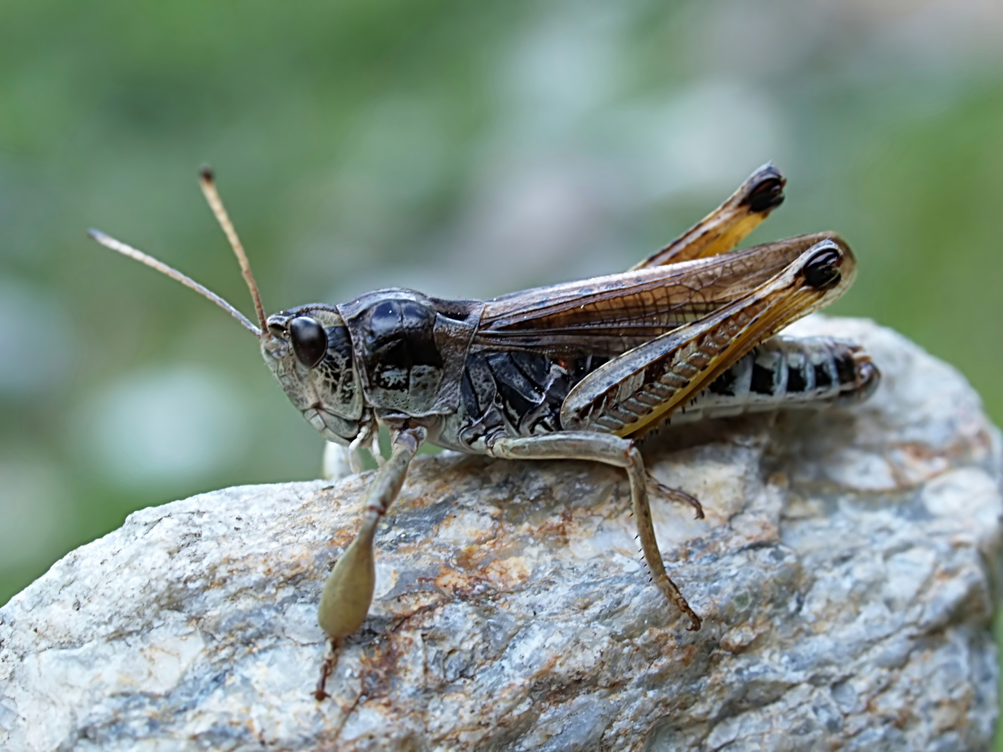 Sibirische Keulenschrecke