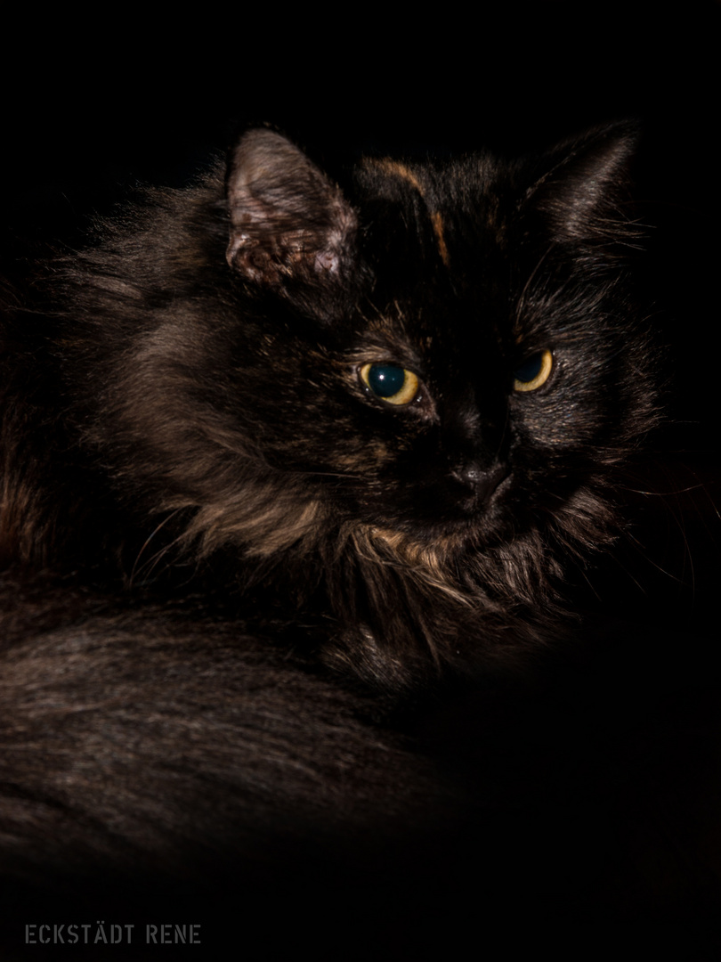 Sibirische schwarz Katze
