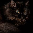 Sibirische schwarz Katze