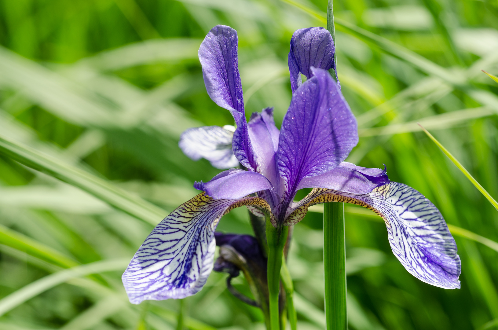 sibirische schwertlilie