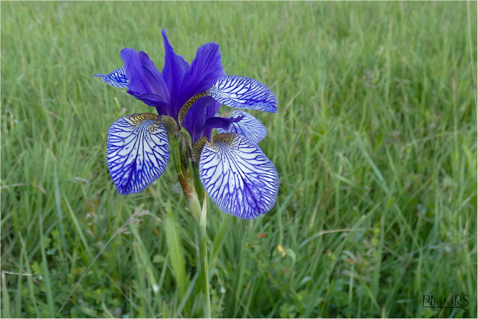 Sibirische Schwertlilie