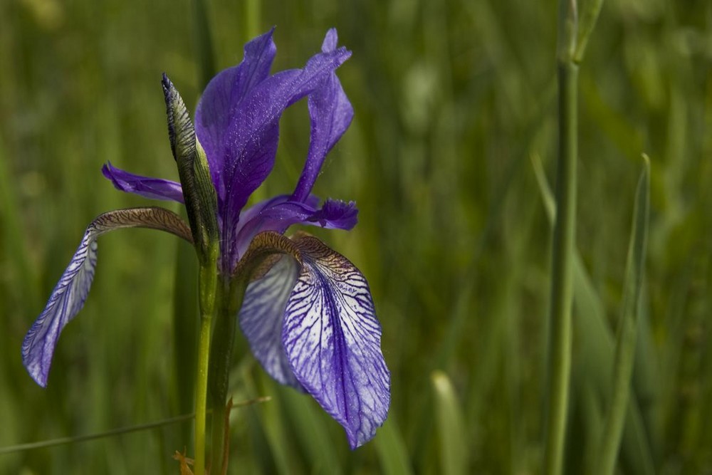 Sibirische Schwertlilie