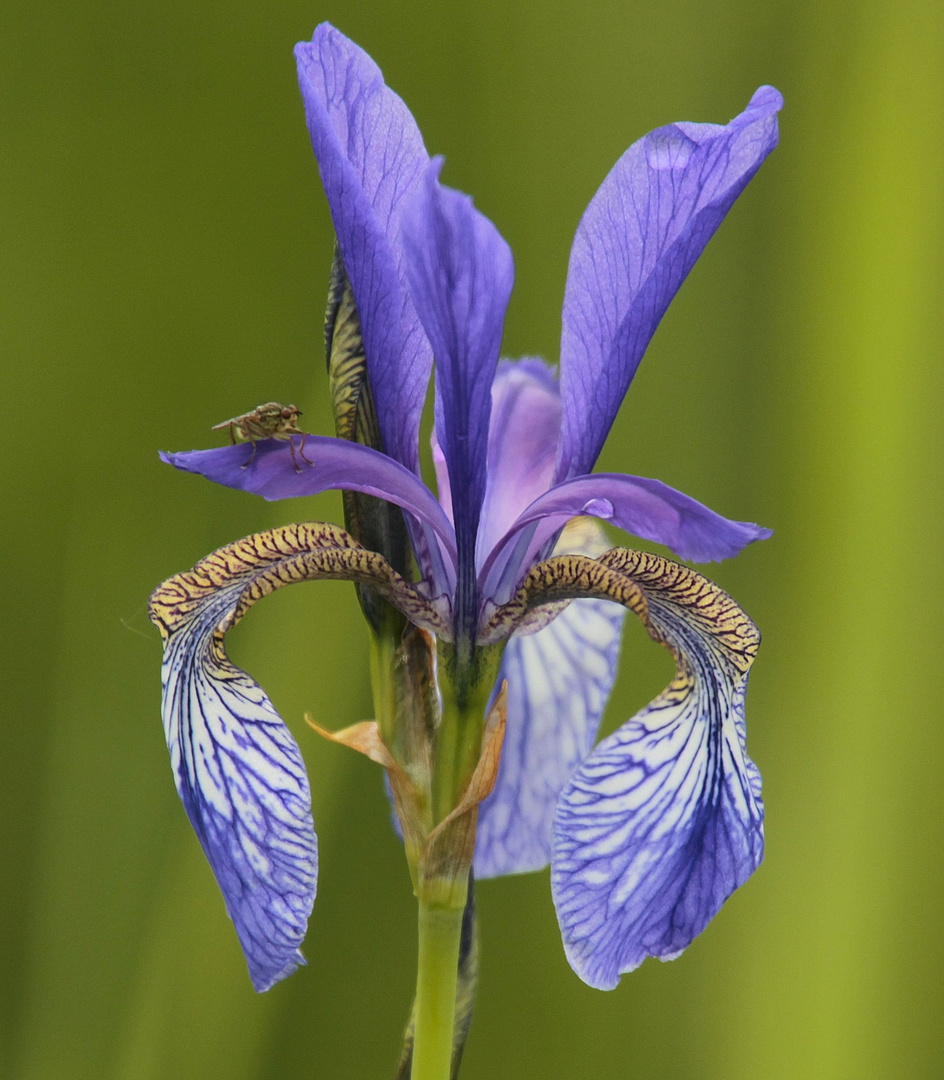 Sibirische Schwertlilie