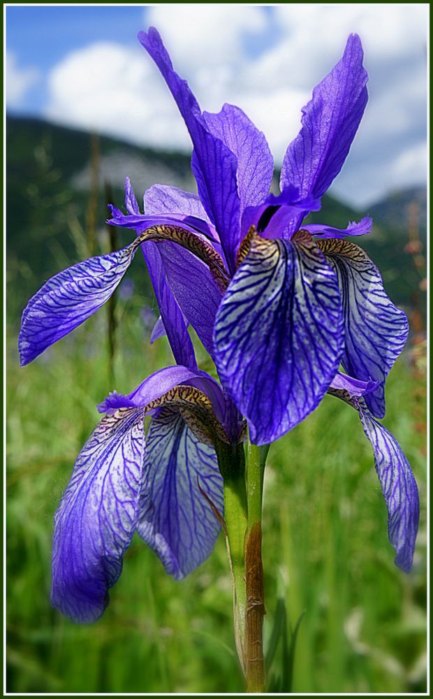 Sibirische Schwertlilie