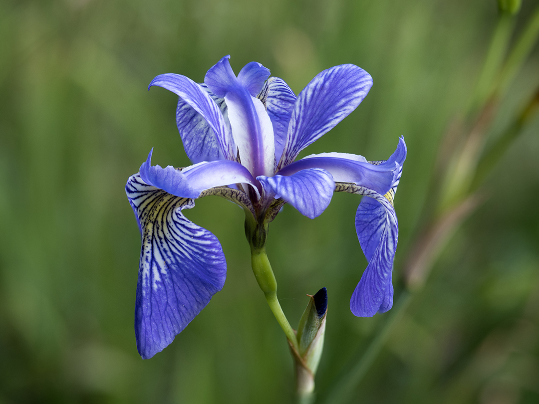 Sibirische Schwertlilie