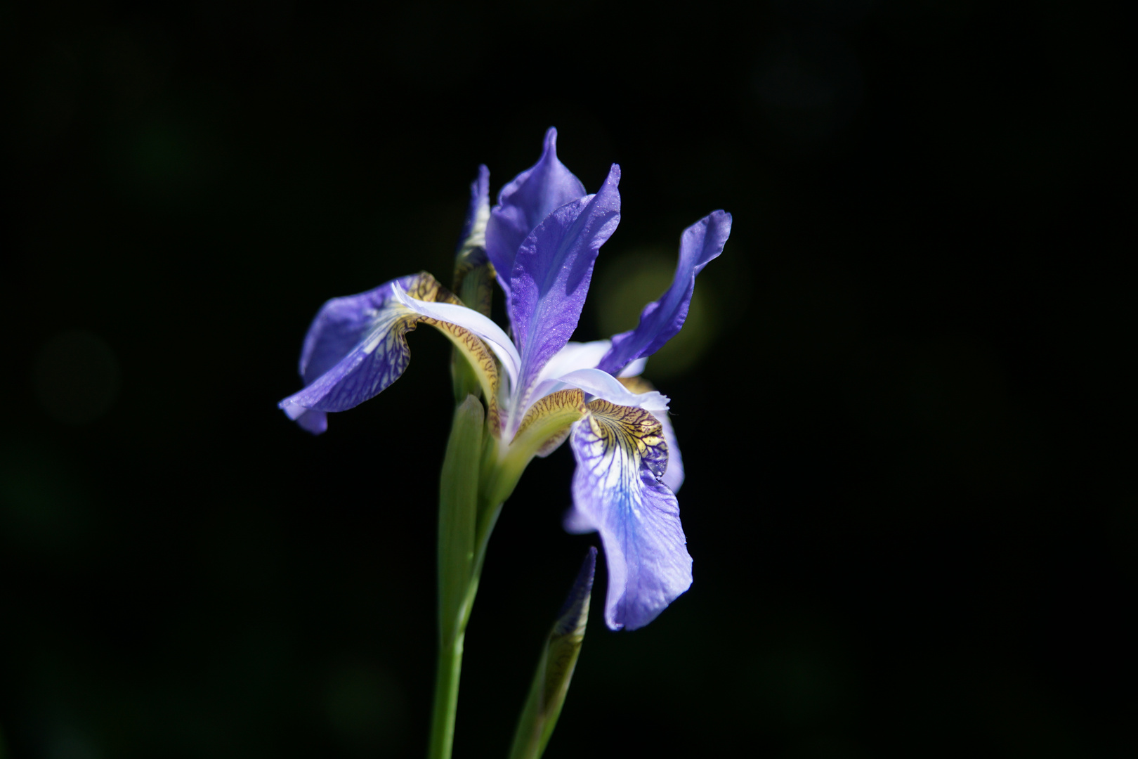 Sibirische Schwertlilie