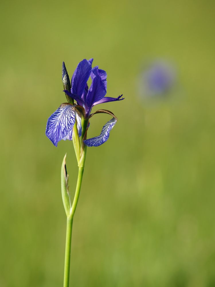 Sibirische Schwertlilie