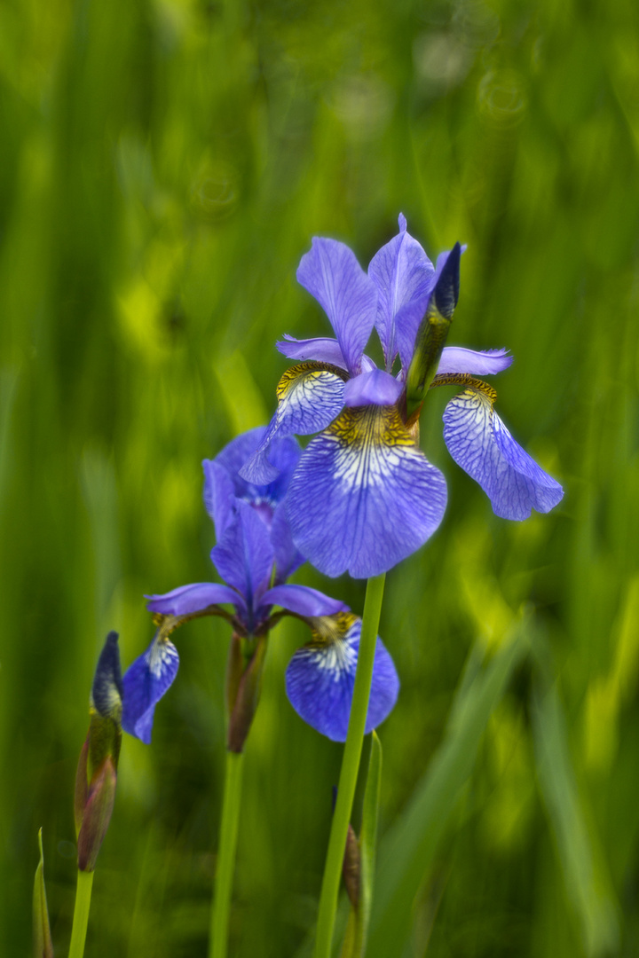 Sibirische Schwertlilie II