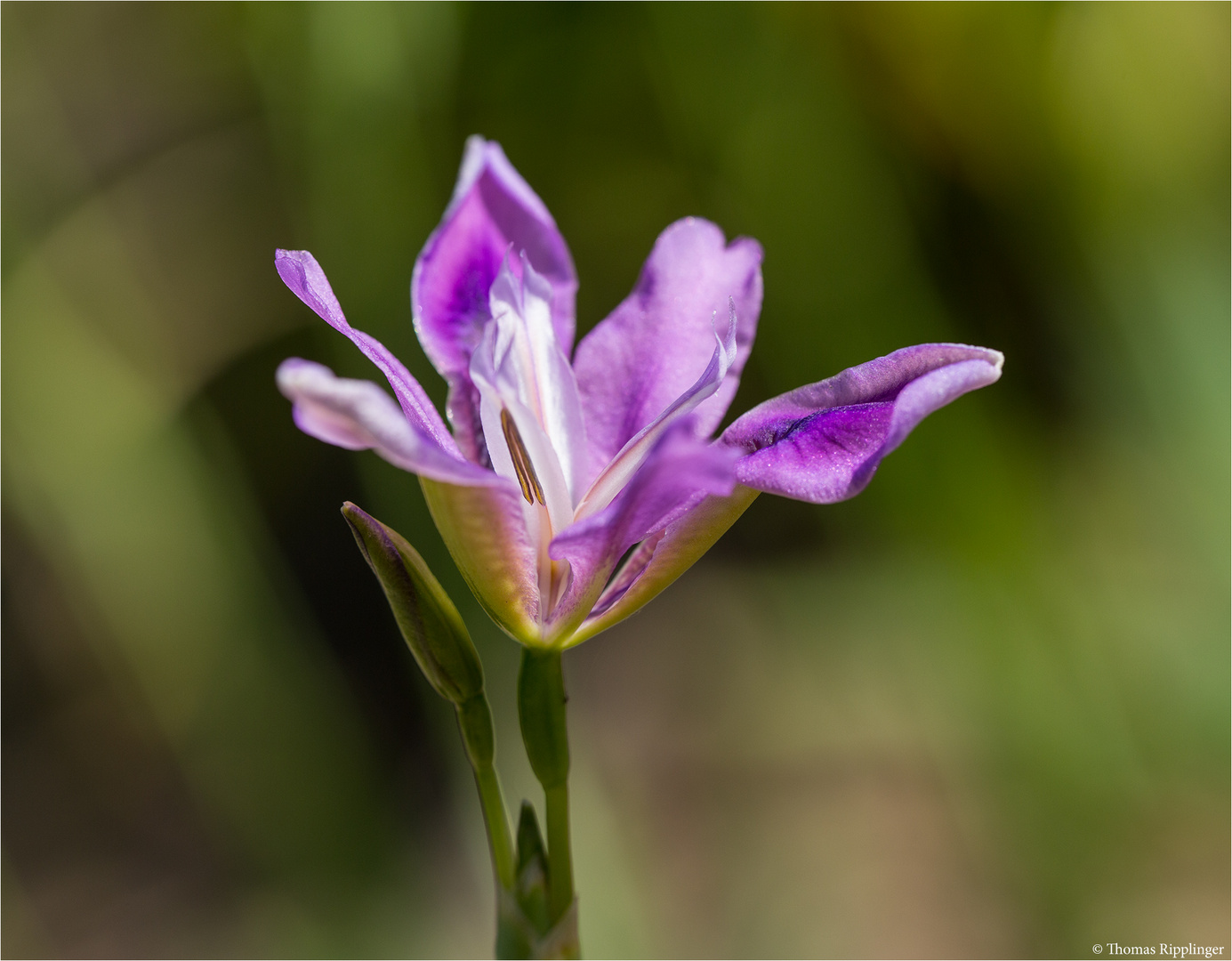 Sibirische Schwertlilie (Iris dichotoma) oder (Iris sibirica)..