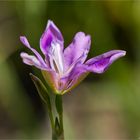 Sibirische Schwertlilie (Iris dichotoma) oder (Iris sibirica)..