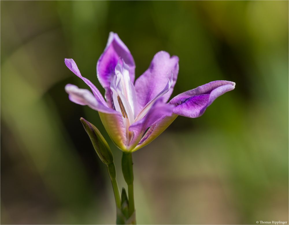Sibirische Schwertlilie (Iris dichotoma) oder (Iris sibirica).. Foto