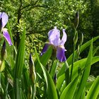 Sibirische Schwertlilie / Iris sibirica