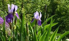 Sibirische Schwertlilie / Iris sibirica