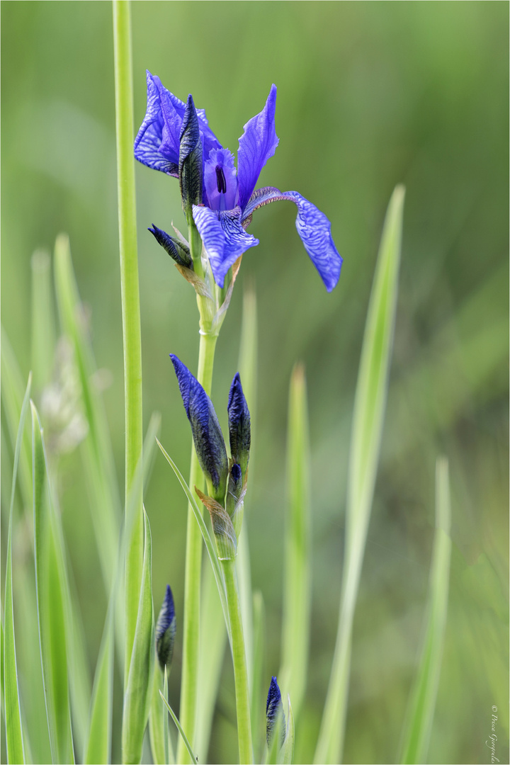 Sibirische Schwertlilie Iris sibirica Foto & Bild pflanzen, pilze