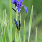 Sibirische Schwertlilie - Iris sibirica