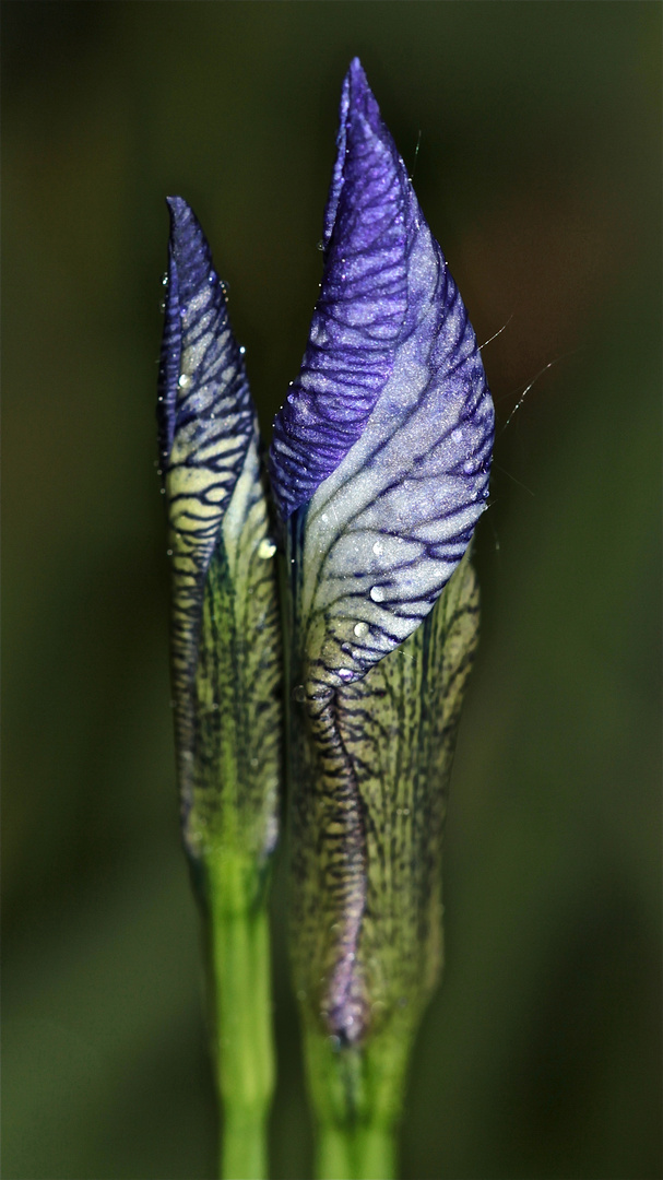 Sibirische Schwertlilie - Iris sibirica