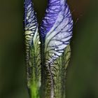 Sibirische Schwertlilie - Iris sibirica