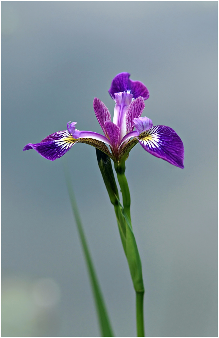 Sibirische Schwertlilie (Iris sibirica)