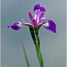 Sibirische Schwertlilie (Iris sibirica)