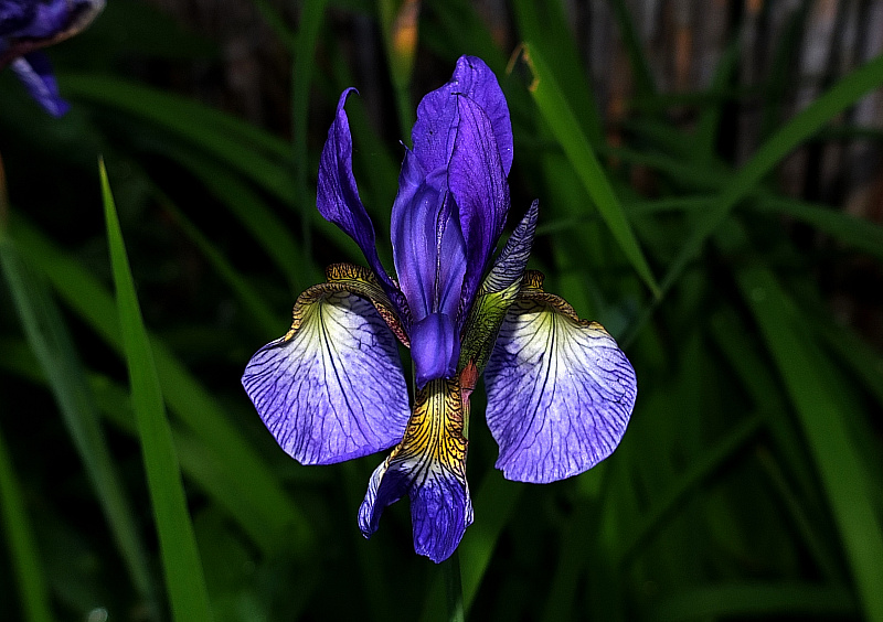 Sibirische Schwertlilie (Iris sibirica)