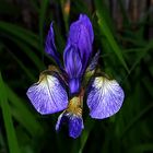 Sibirische Schwertlilie (Iris sibirica)