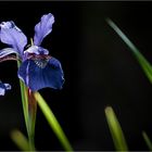 Sibirische Schwertlilie (Iris sibirica)