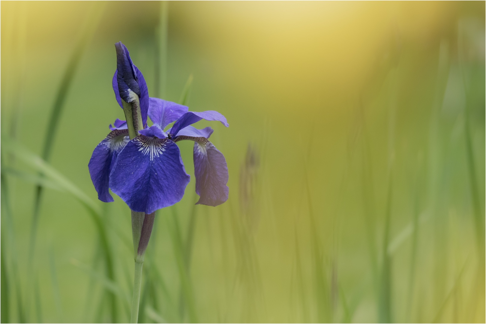 Sibirische Schwertlilie (Iris sibirica)