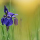 Sibirische Schwertlilie (Iris sibirica)