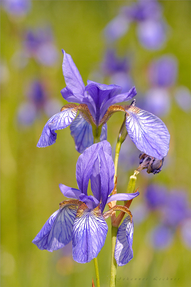 Sibirische Schwertlilie (Iris sibirica)