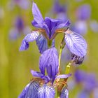 Sibirische Schwertlilie (Iris sibirica)