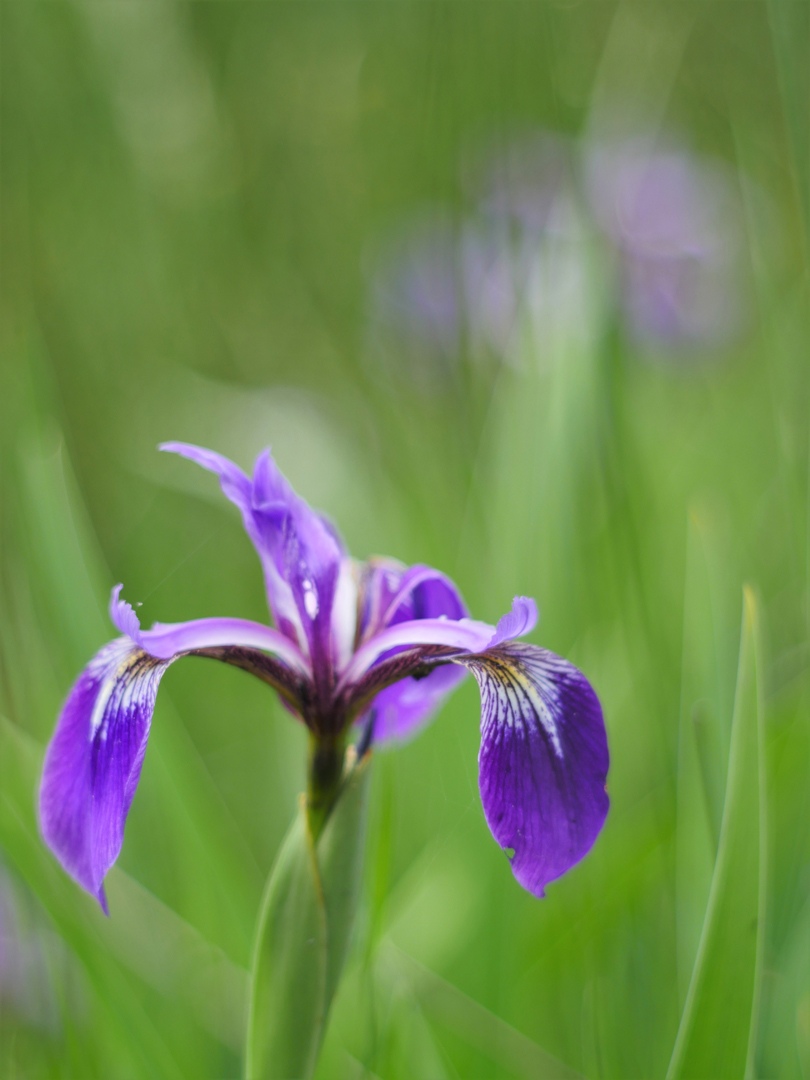 Sibirische Schwertlilie (Iris sibirica)