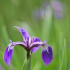 Sibirische Schwertlilie (Iris sibirica)