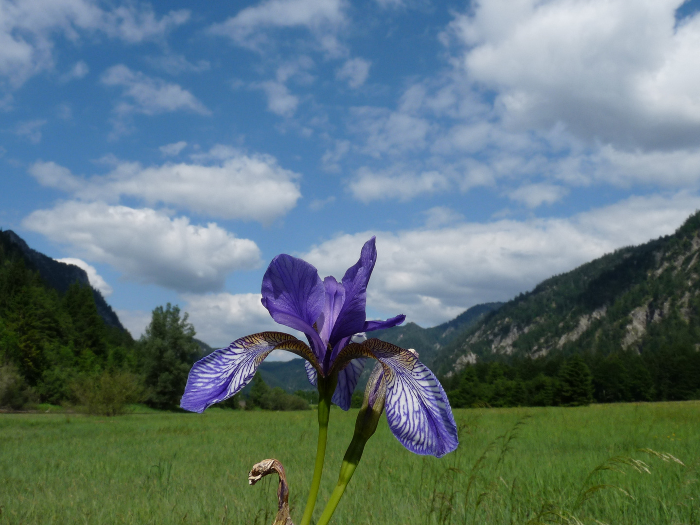 Sibirische Schwertlilie (Iris sibirica) am Weitsee