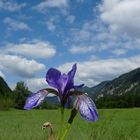 Sibirische Schwertlilie (Iris sibirica) am Weitsee