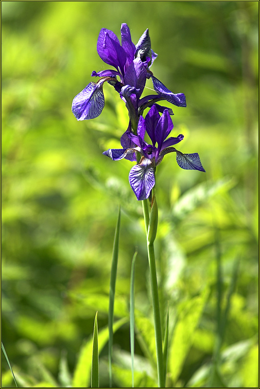 Sibirische Schwertlilie (Iris sibirica)