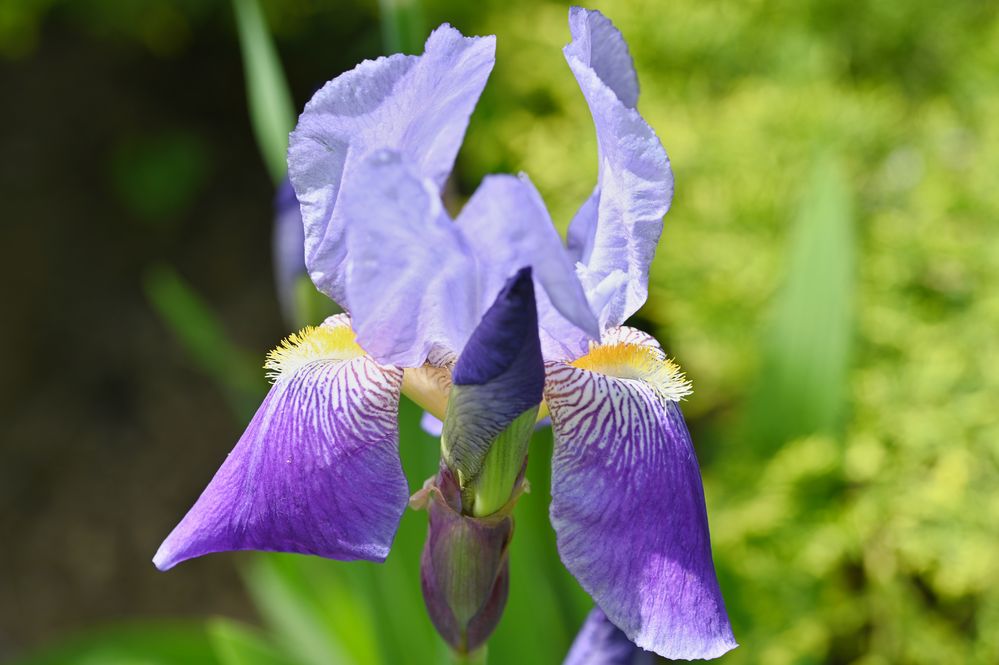 Sibirische Schwertlilie ( Iris sibirica )