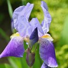 Sibirische Schwertlilie ( Iris sibirica )