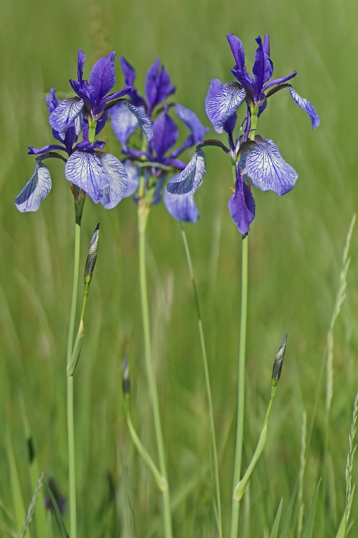 Sibirische Schwertlilie (Iris sibirica)