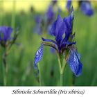 Sibirische Schwertlilie (Iris sibirica), NSG Erlebachswiese