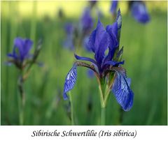 Sibirische Schwertlilie (Iris sibirica), NSG Erlebachswiese