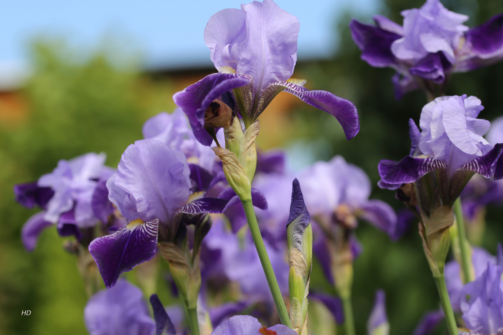 Sibirische Schwertlilien (Iris sibirica)