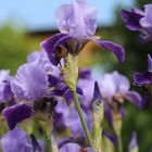 Sibirische Schwertlilien (Iris sibirica)