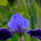 Sibirische Schwertlilienblüte (Iris sibirica)