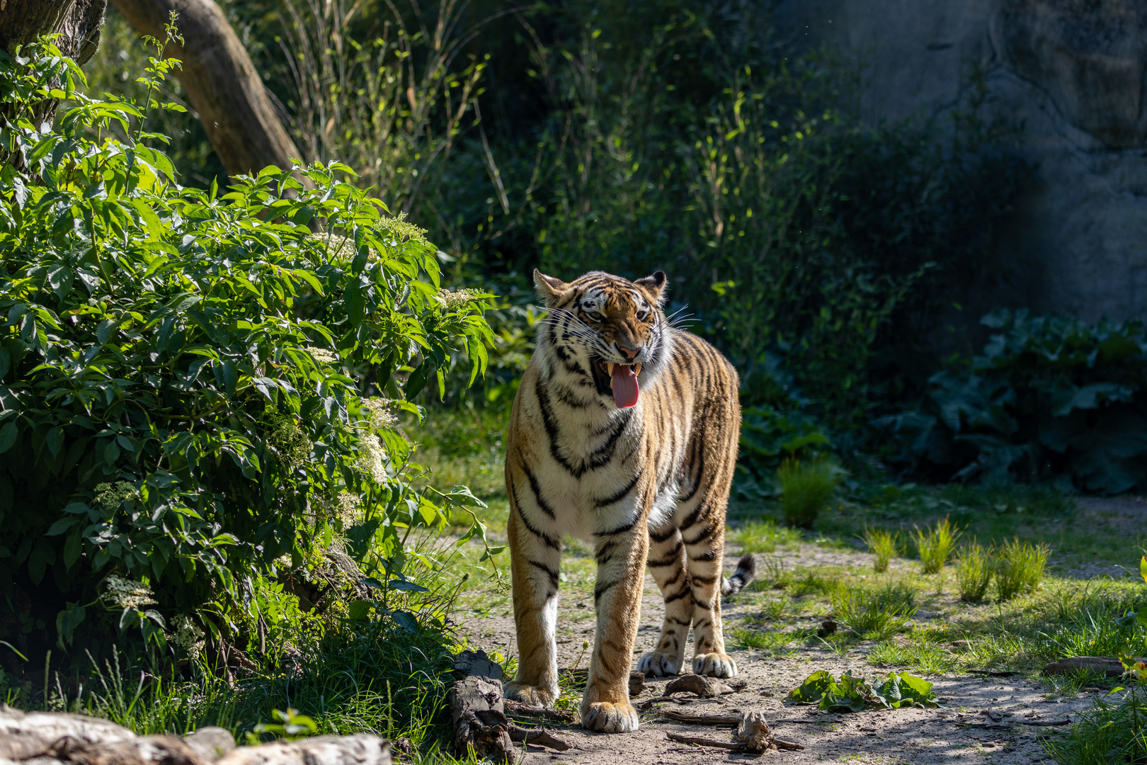 Sibirische Tiger, auch Amurtiger 