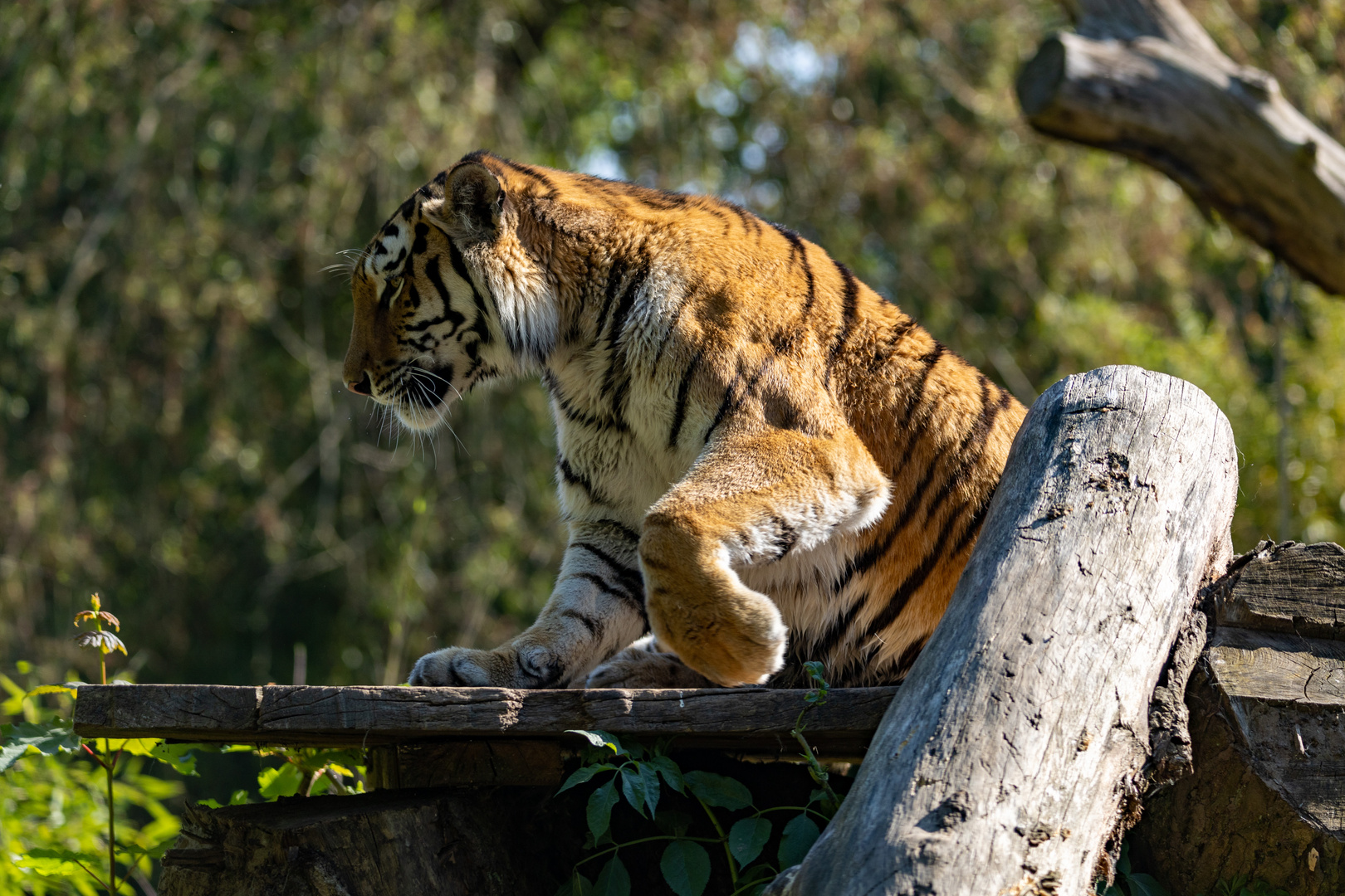 Sibirische Tiger, auch Amurtiger