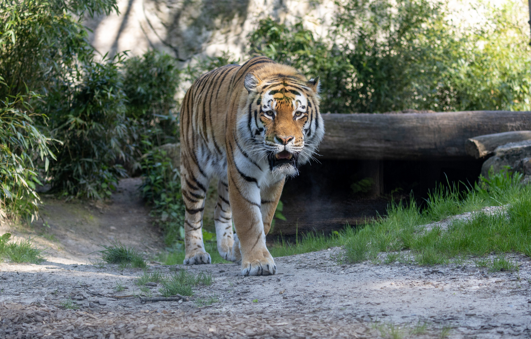 Sibirische Tiger, auch Amurtiger