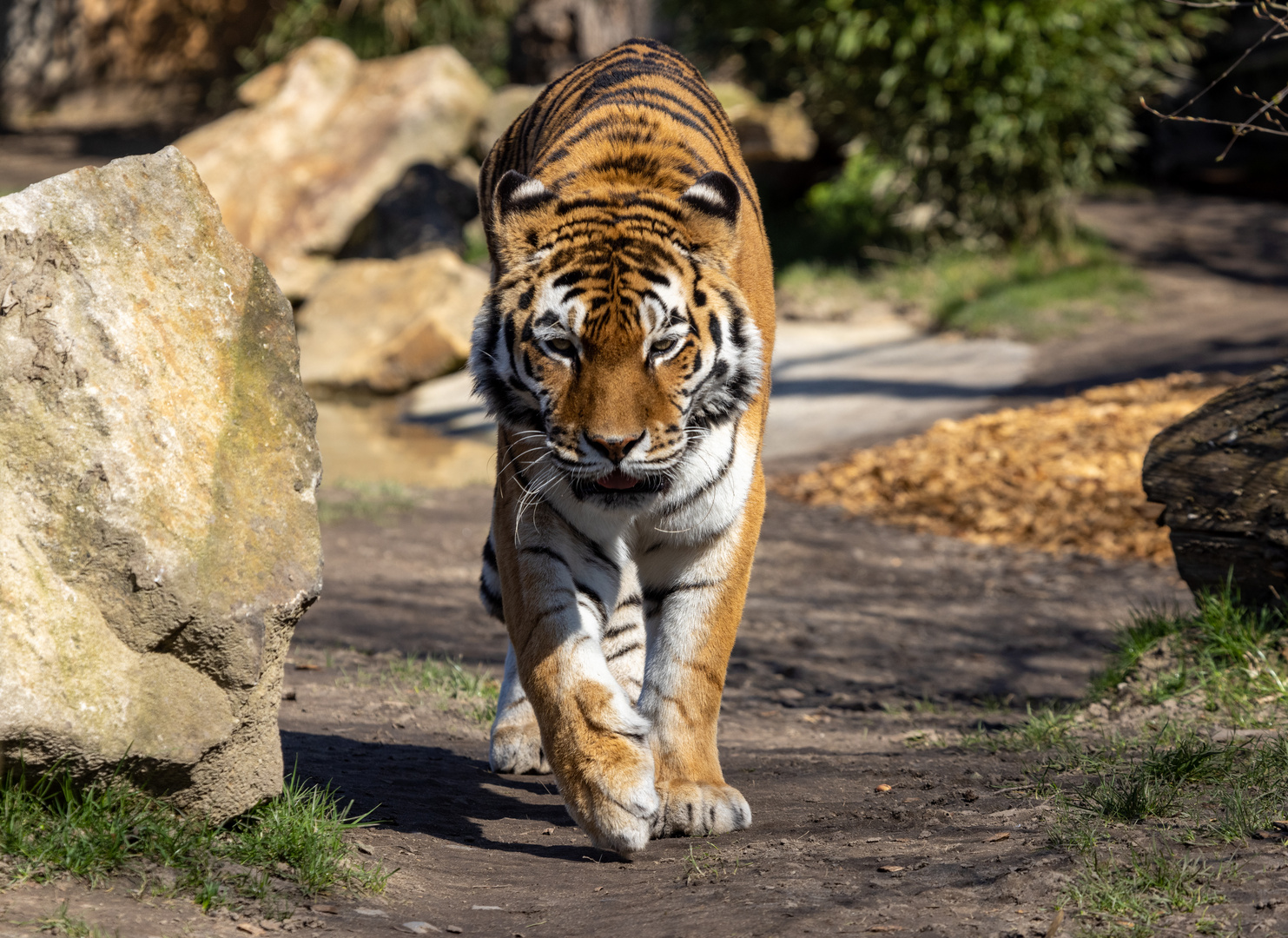 Sibirische Tiger, auch Amurtiger